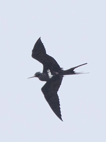Lesser Frigatebird (Fregata ariel)